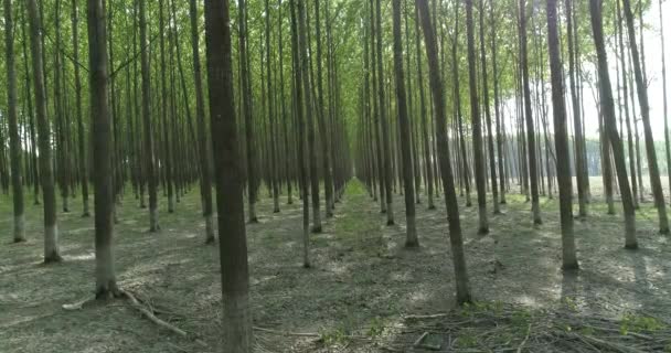 ポプラの森を飛行 木の行 フレア — ストック動画