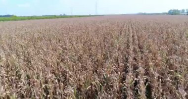 Kamera düşük Mısır alanın üzerine sinekler. Tava Panorama güç hatları ile ortaya çıkarmak için. 50fps