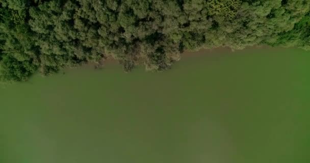 Transizione Fiume Riva Alberi Foreste Natura — Video Stock