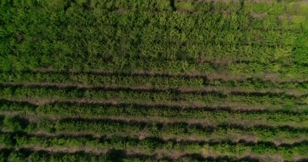 Drone Vineyard Disparou Câmera Panelas Revela Rio Distância — Vídeo de Stock