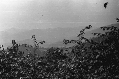 Manzara Yugoslavya, yaklaşık 1965. Dağ yamacı, orman.