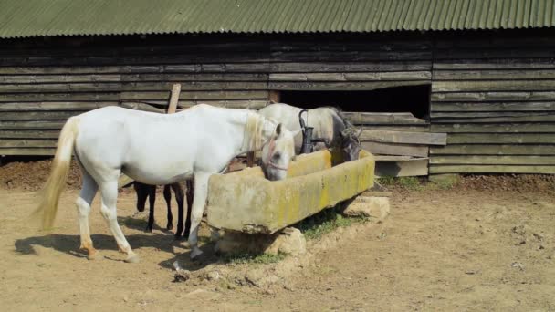 Caballos Bebiendo Agua Coral Día Soleado Una Granja — Vídeo de stock