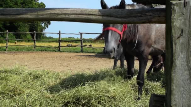 Horses Grazing Coral People Passing Distance Sunny Day Farm — Stock Video