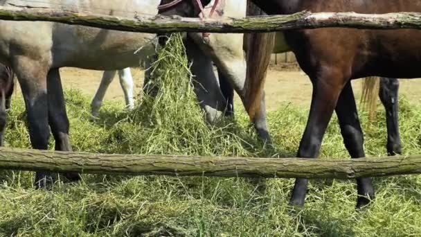 Horses Grazing Coral People Passing Distance Sunny Day Farm — Stock Video