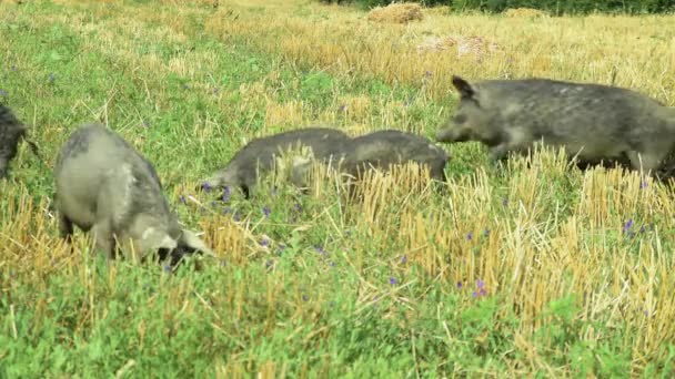 Chevaux Broutant Dans Corail Des Gens Qui Passent Loin Journée — Video