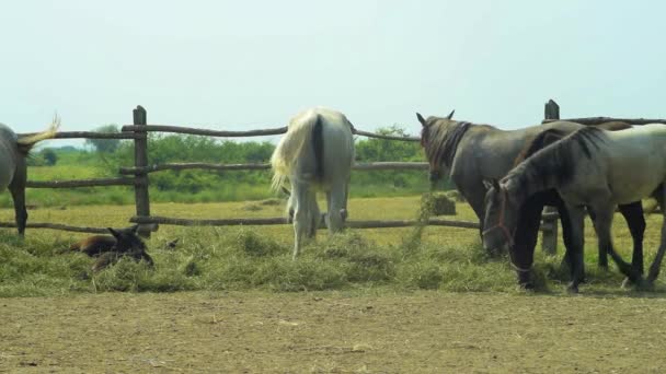 Hästar Bete Korall Utfodring Äta Colt Liggande Solig Dag Gård — Stockvideo