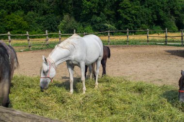 Mercan 02'deki atlar. Çiftlikte güneşli bir gün.