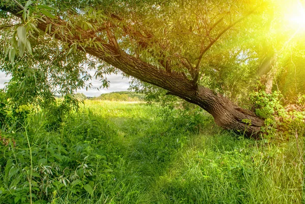 Baum Auf Den Boden Geneigt Mit Grünem Gras Und Sonnenstrahlen — Stockfoto