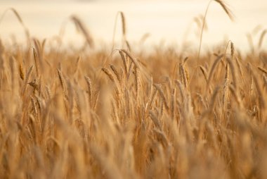 Buğday kulakları alan gün batımında