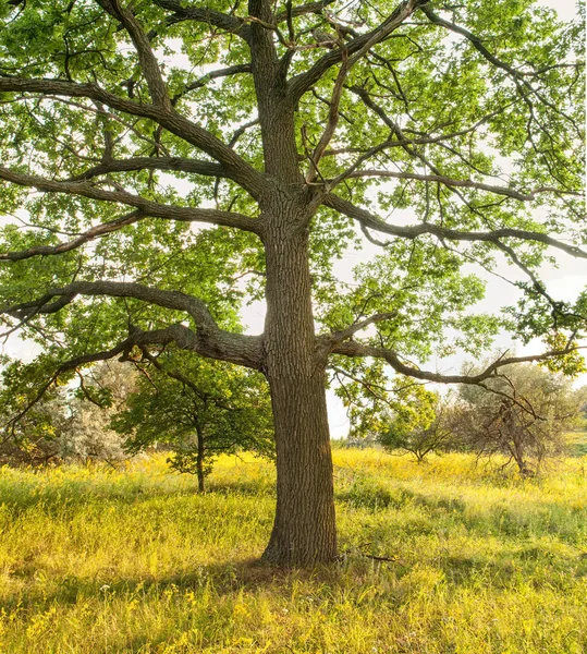 Panorama Centenaire Chêne Dans Une Prairie Aux Fleurs Jaunes — Photo