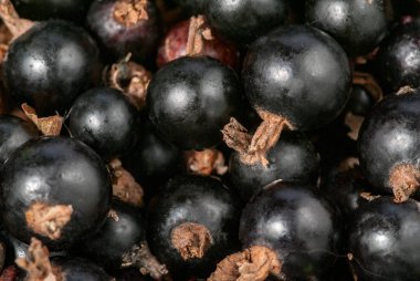 siyah frenk üzümü olgun berry