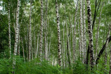 Huş grove yaz gecesi