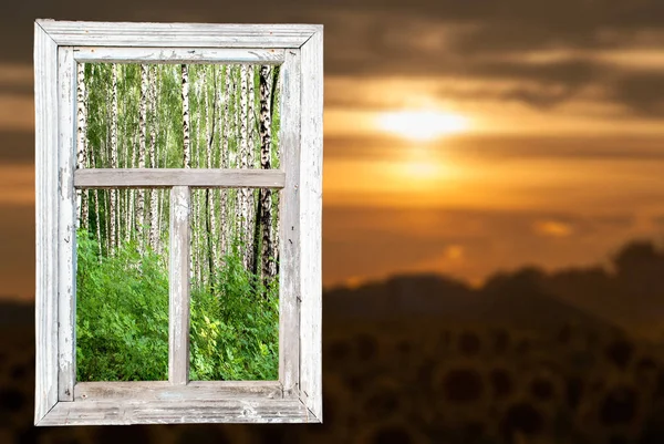 Ein Altes Fenster Mit Blick Auf Einen Birkenhain Vor Dem — Stockfoto