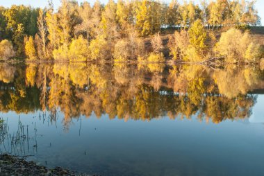 dilimlenmiş ve bütün patlıcan