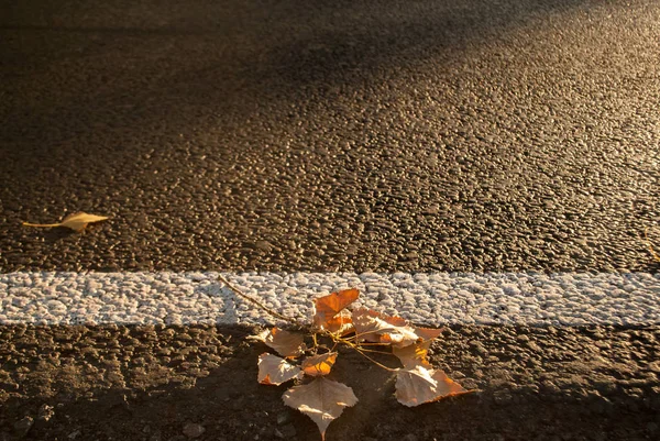 Blätter Von Bäumen Auf Der Fahrbahn Der Sonne — Stockfoto