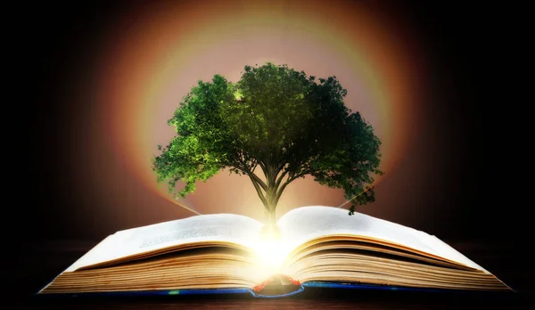 Conceito Livro Uma Árvore Conhecimento Com Uma Árvore Crescendo Partir — Fotografia de Stock