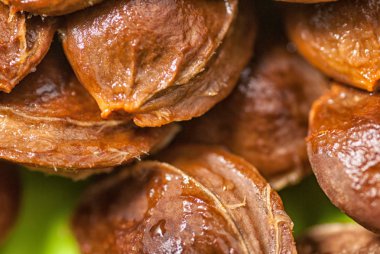 yeşil arka plan makro çekim yakın çekim kemik kayısı