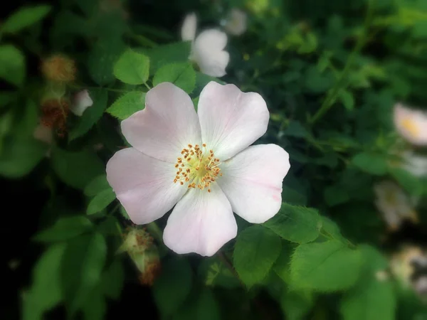 wild rose flower isolated on green leaves background