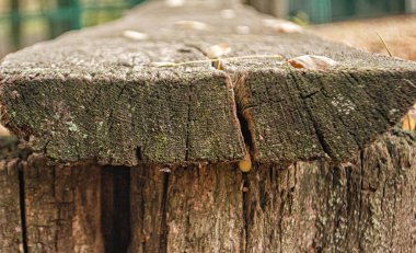 Sonbahar öğleden sonra bir şehir parkında eski püskü bir bank. Ön görünüm