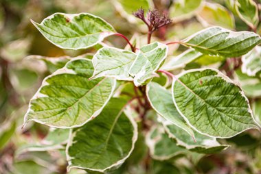 Yeşil yapraklı ve hafif kenarlı dekoratif çalılar.
