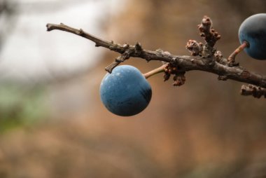 Bulanık arkaplanda böğürtlenleri kapat