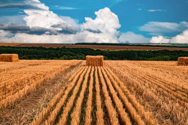 Paille Blé Balles Carrées Foin Étalées Sur Champ Fauché Ciel — Photo