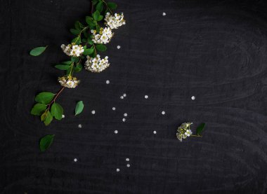 Siyah arka plan üzerine beyaz alanlara yeşil ile çiçek kompozisyon bırakır