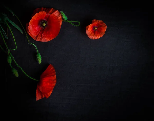 Top View Fresh Red Poppies Black Background — Stock Photo, Image