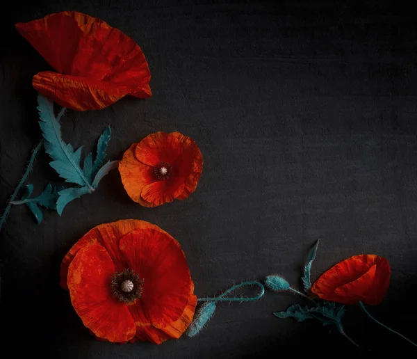 Top View Fresh Red Poppies Black Background — Stock Photo, Image