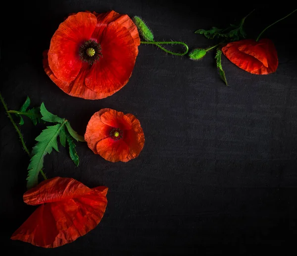 Top View Fresh Red Poppies Black Background — Stock Photo, Image