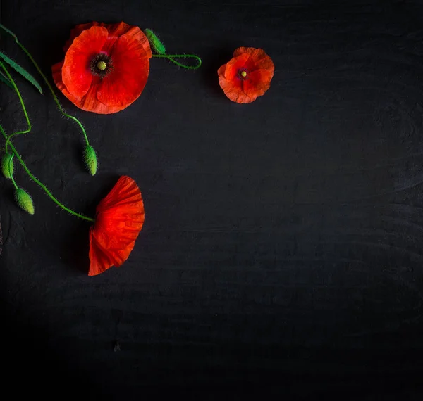 Top View Fresh Red Poppies Black Background — Stock Photo, Image