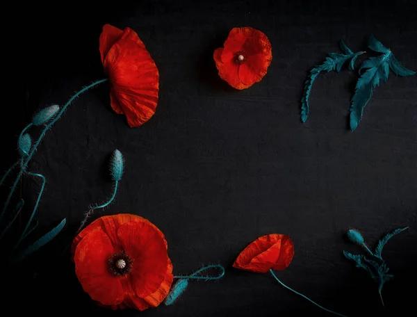 Top View Fresh Red Poppies Black Background — Stock Photo, Image