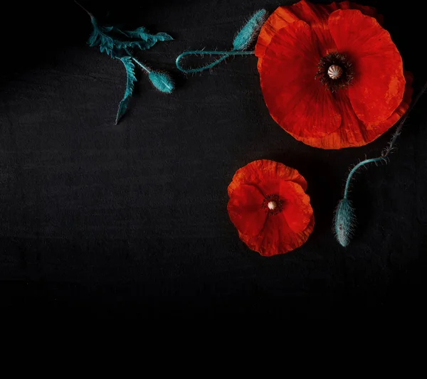 Top View Fresh Red Poppies Black Background — Stock Photo, Image