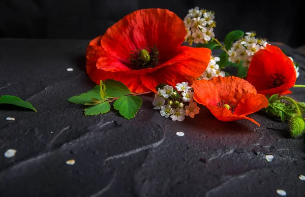 Floral Composition Red Poppies White Spiraea Black Concrete Background — Stock Photo, Image