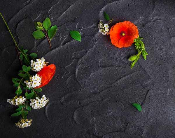 Floral Composition Red Poppies White Spiraea Black Concrete Background — Stock Photo, Image