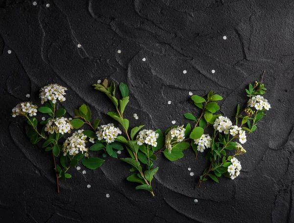 Floral Composition White Spiraea Green Leaves Black Background — Stock Photo, Image