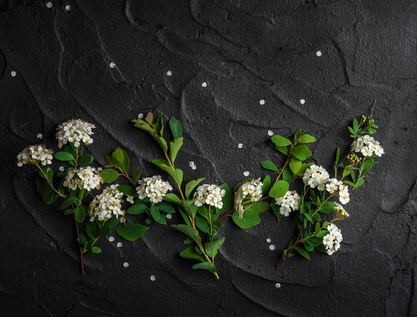 Floral Composition White Spiraea Green Leaves Black Background Stock Image