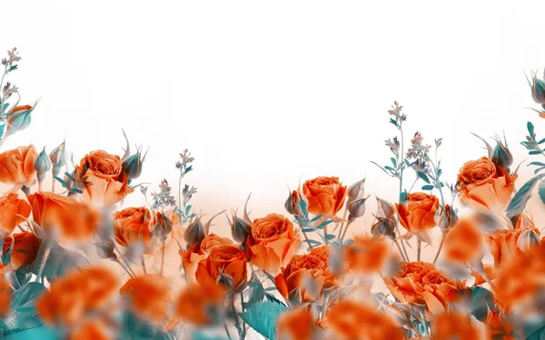 Close Orange Roses Floral Background — Stock Photo, Image