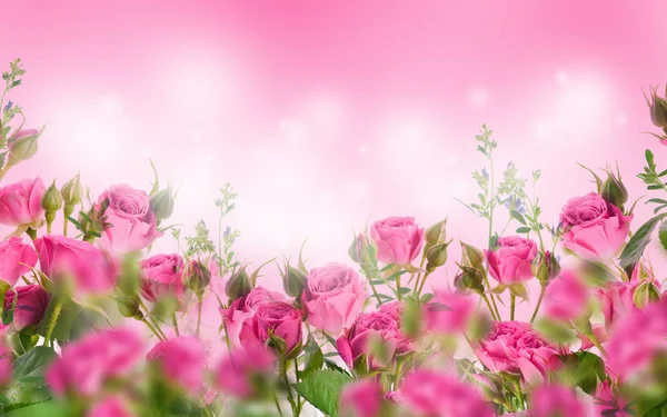 Close Pink Roses Floral Background — Stock Photo, Image