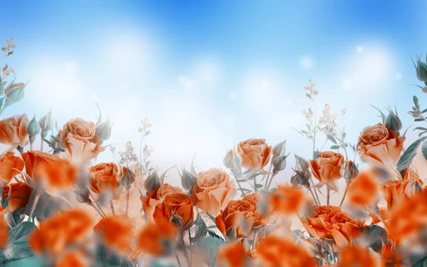 Close Van Oranje Rozen Florale Achtergrond — Stockfoto