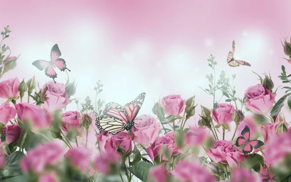 粉红色玫瑰和蝴蝶的特写 花卉背景 — 图库照片