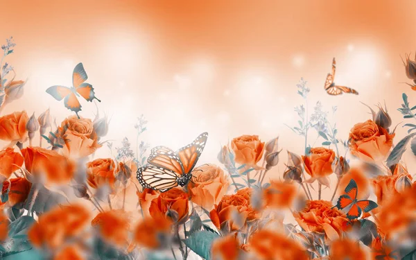 Close Red Roses Butterflies Floral Background — Stock Photo, Image