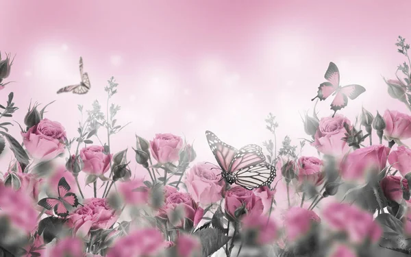 Pembe Güller Kelebekler Çiçek Arka Plan Yakın Çekim — Stok fotoğraf