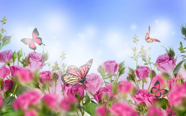 Close Pink Roses Butterflies Floral Background — Stock Photo, Image