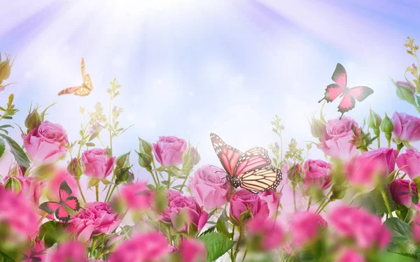 Nahaufnahme Von Rosa Rosen Und Schmetterlingen Floraler Hintergrund — Stockfoto