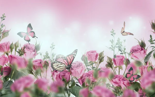 Close Pink Roses Butterflies Floral Background Stock Photo