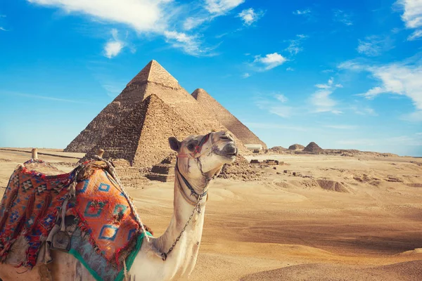 Egypten Kairo Giza Allmänna Uppfattningen Pyramiderna Och Kamel — Stockfoto