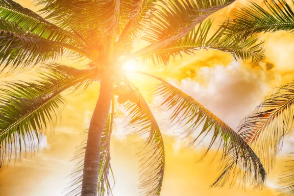 Vista Panorâmica Das Palmeiras Luz Pôr Sol — Fotografia de Stock