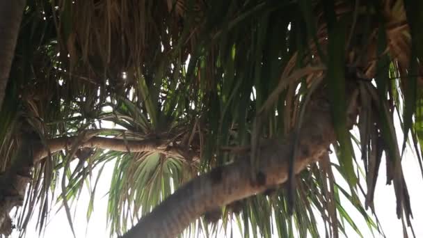 Closeup Θέα Πράσινο Παλάμες Στην Παραλία Κατά Διάρκεια Της Ημέρας — Αρχείο Βίντεο
