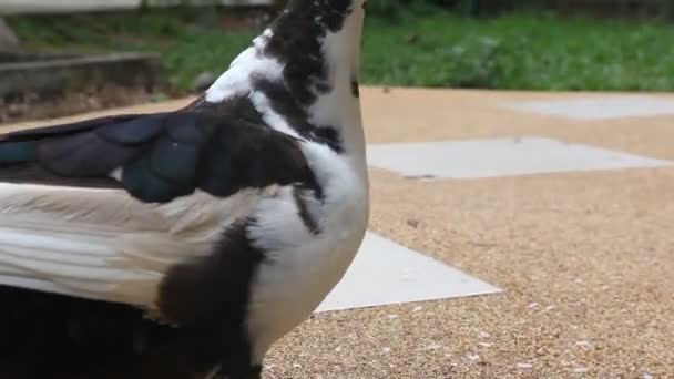 Closeup Cute Duck Eating Cereals Park Daytime — Stock Video